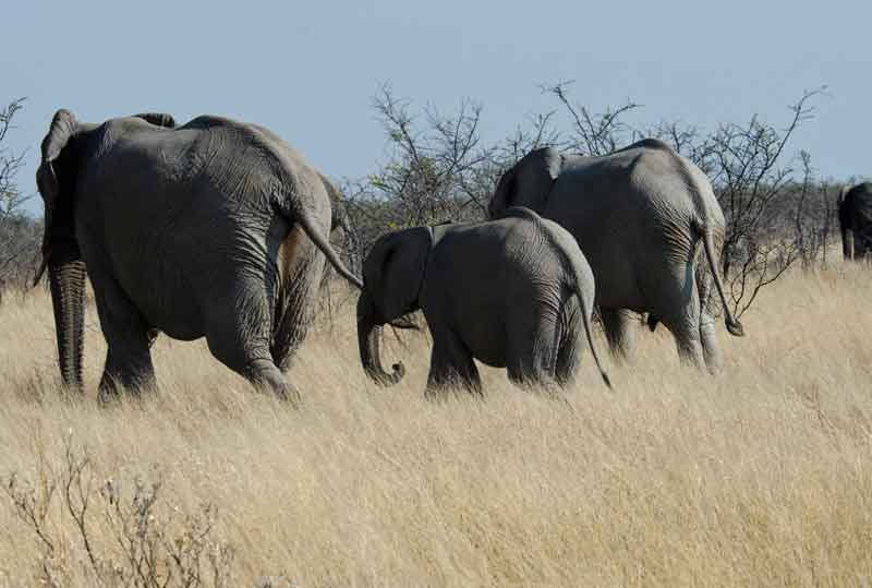 Elefante - parque nacional de Etosha - Namibia 6.jpg